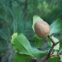 Ceriscoides turgida (Roxb.) Tirveng.